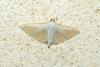 Palpita vitrealis